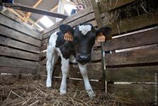 La vache pie noire est le symbole de la biodiversité domestique bretonne..