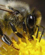 l’abeille noire a trouvé refuge depuis 1978 sur l’île d’Ouessant à l’abri de la pollution et des parasites.
